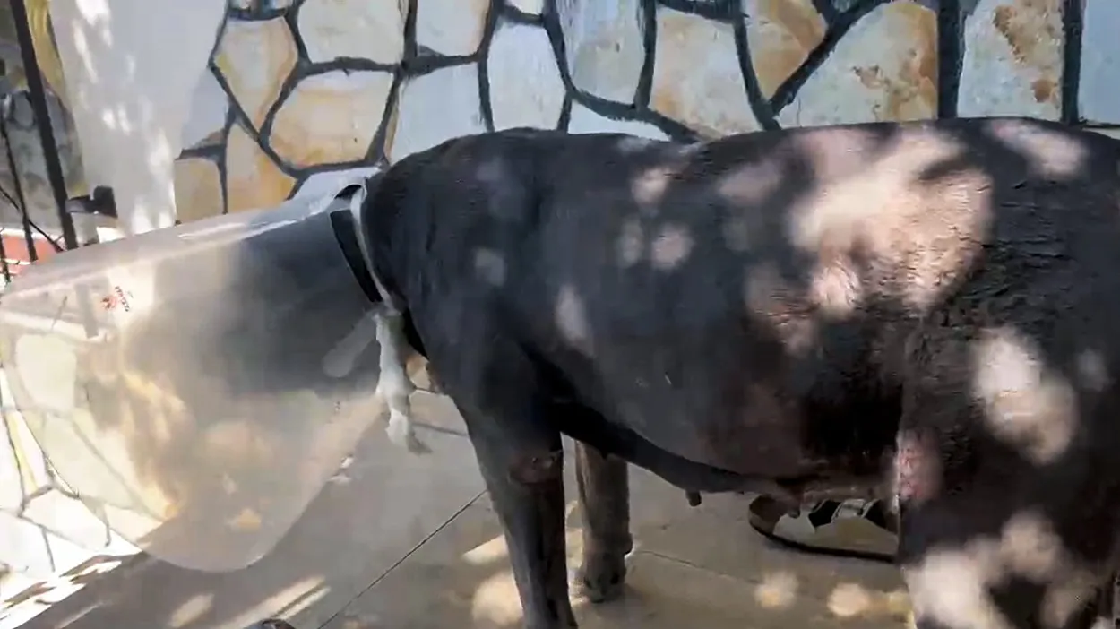 Adana'da korkutan operasyon: Köpeğinin karnından kendi ağırlığının yüzde 15'i kadar kitle çıktı