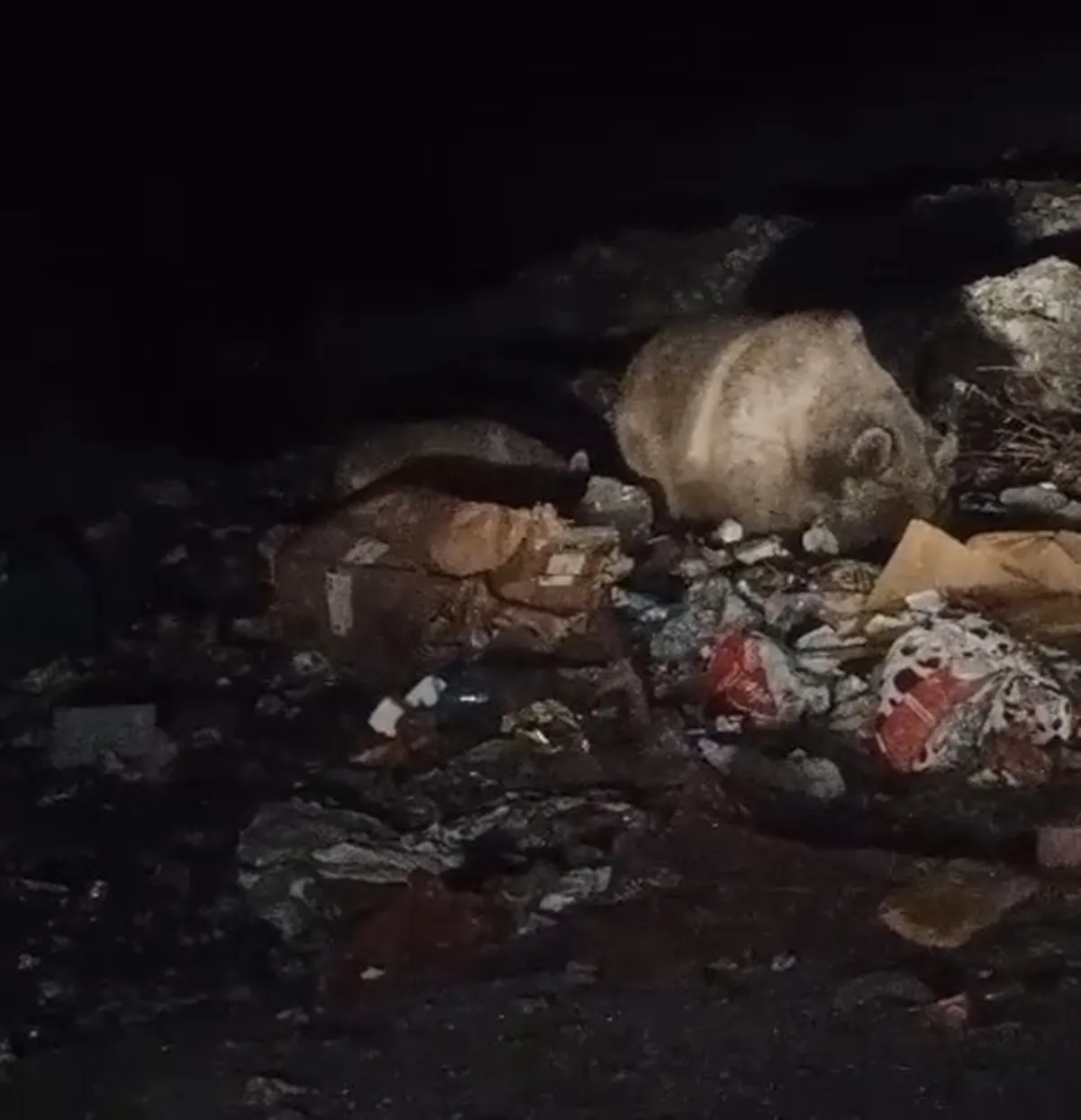 Bingöl'de gece yarısı sürpriz ziyaret: Çöp konteynerleri yabani hayvanların durağı oldu