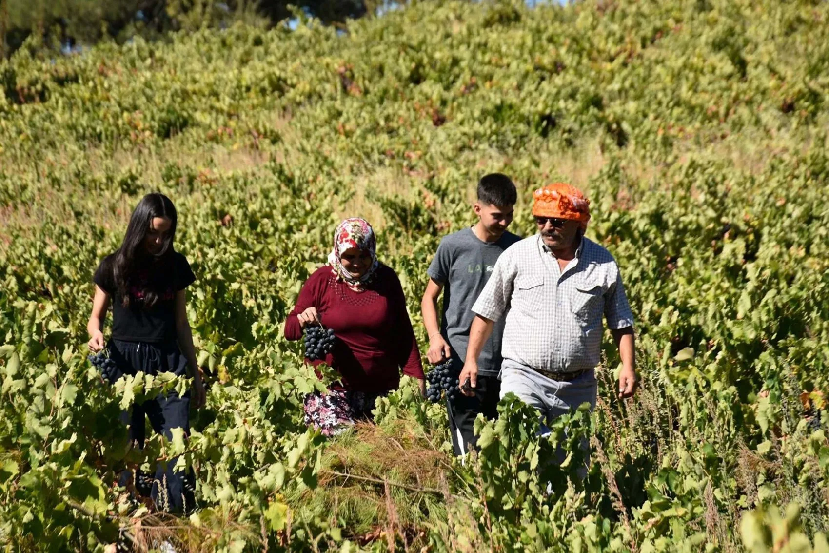 Kavacık'ta hasat sevinci fiyat kriziyle gölgelendi: Bağda 60, rafta 200 lira