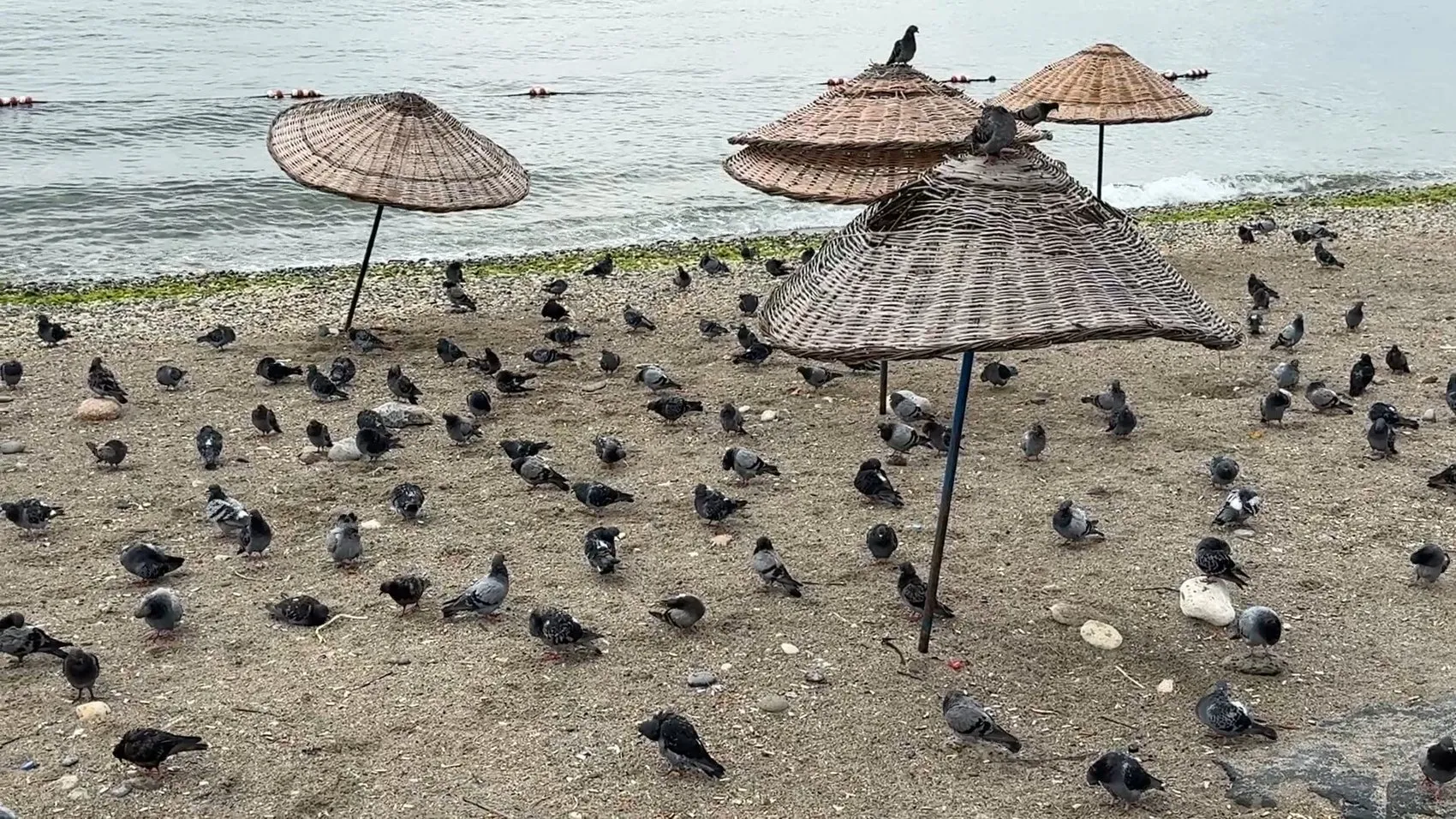 Avcılar sahilinde yaz bitti: İnsanlar çekildi, meydan martılara ve güvercinlere kaldı