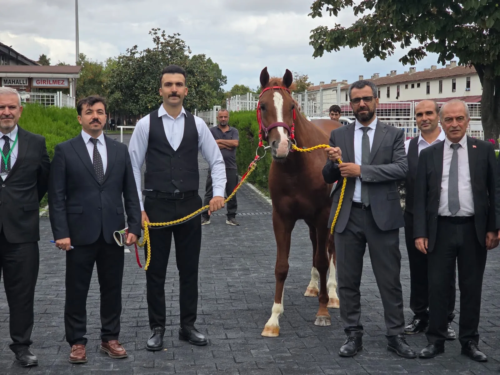 Veliefendi'de milyonluk rekabet: Safkan Arap tayları için kesenin ağzı açıldı