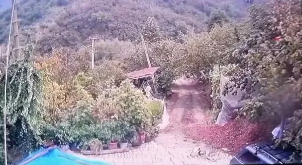 Akçakoca'da korku dolu anlar: Bahçedeki köpeği saniyeler içinde kaptı