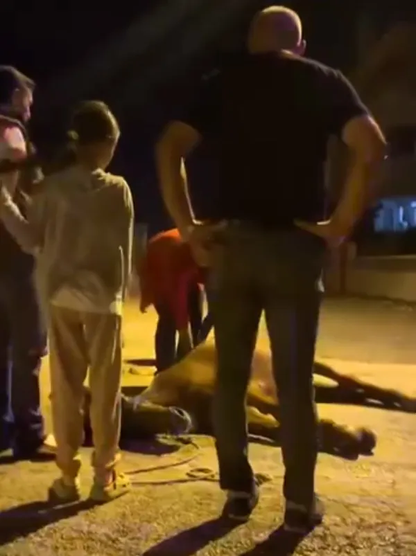 Keşan'da vicdanları sızlatan görüntü: Yük taşıttıkları ata işkence ettiler