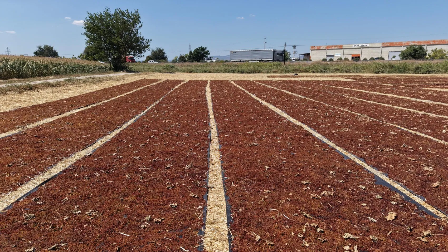 Gediz Ovası'nda hasat bereketi: Yol kenarları doğal sergi alanına dönüştü