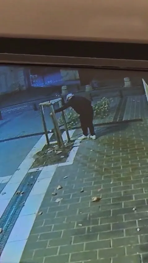 Fatih'te tabela uğruna doğa katliamı: Kuyumcunun önündeki ağacı gece yarısı kesti
