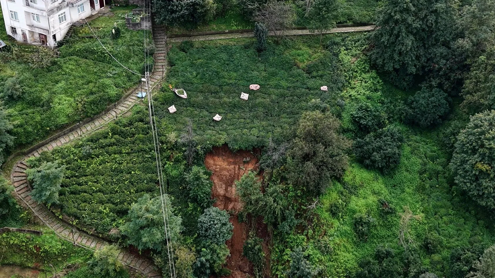 Doğa felaketine meydan okuyan Rize: Çamur deryasında çay hasadı