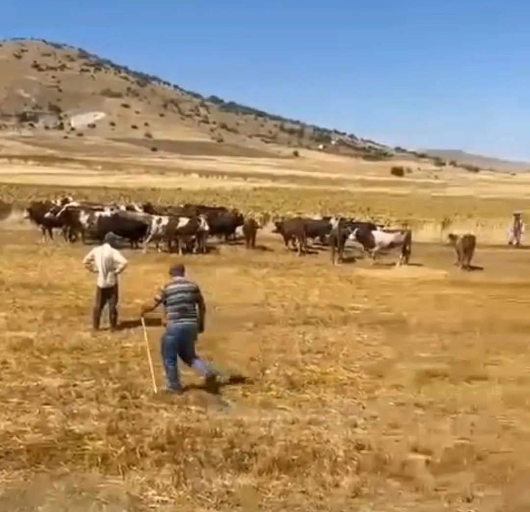 Boztepe yolunda korkutan kaza: Hayvan yüklü TIR şarampole uçtu