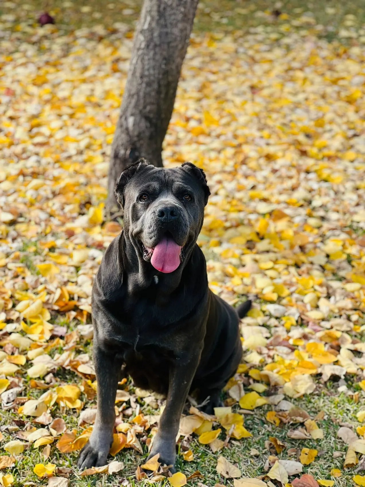 Adana'da korkutan operasyon: Köpeğinin karnından kendi ağırlığının yüzde 15'i kadar kitle çıktı