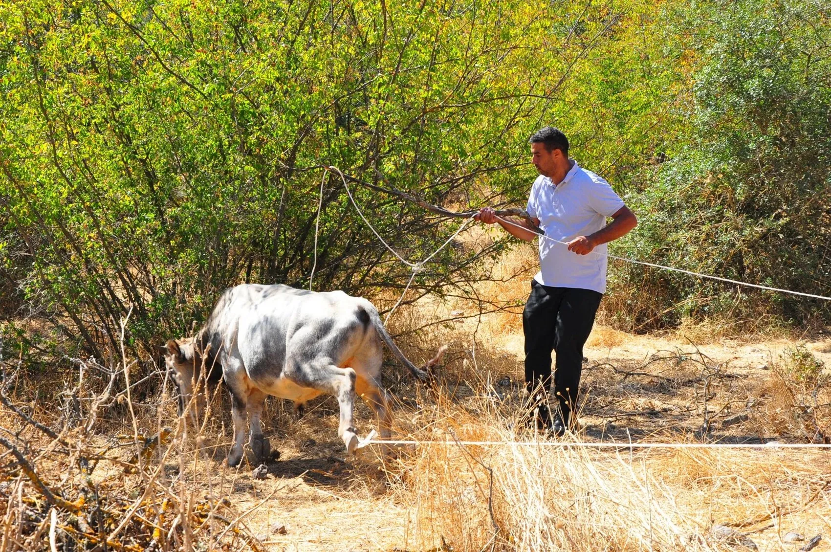 Dağlarda beş ay süren kovalamaca: Kementle gelen mutlu son