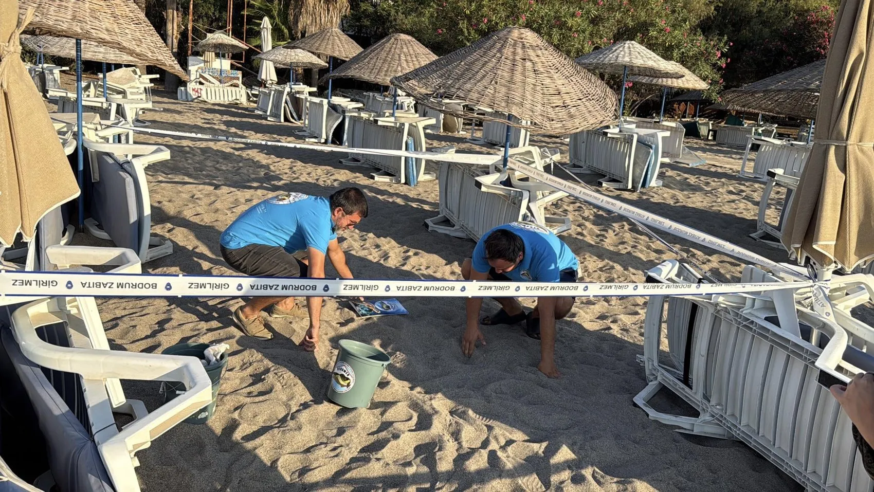 Bodrum sahillerinde duygulandıran anlar: 62 minik caretta caretta mavi sulara kavuştu