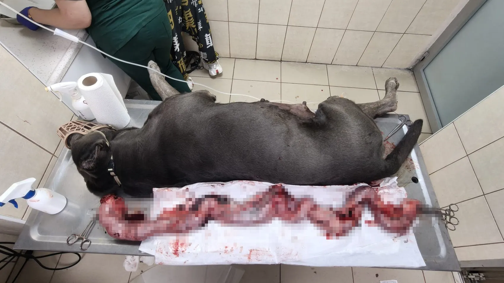 Adana'da korkutan operasyon: Köpeğinin karnından kendi ağırlığının yüzde 15'i kadar kitle çıktı