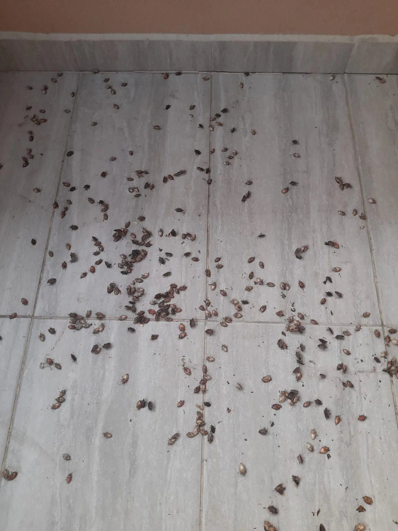 Fındık bahçelerinde kabus sona erdi: Samuray ordusu kokarcayı dize getirdi
