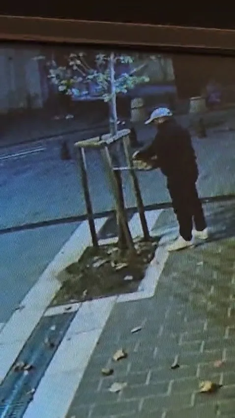 Fatih'te tabela uğruna doğa katliamı: Kuyumcunun önündeki ağacı gece yarısı kesti