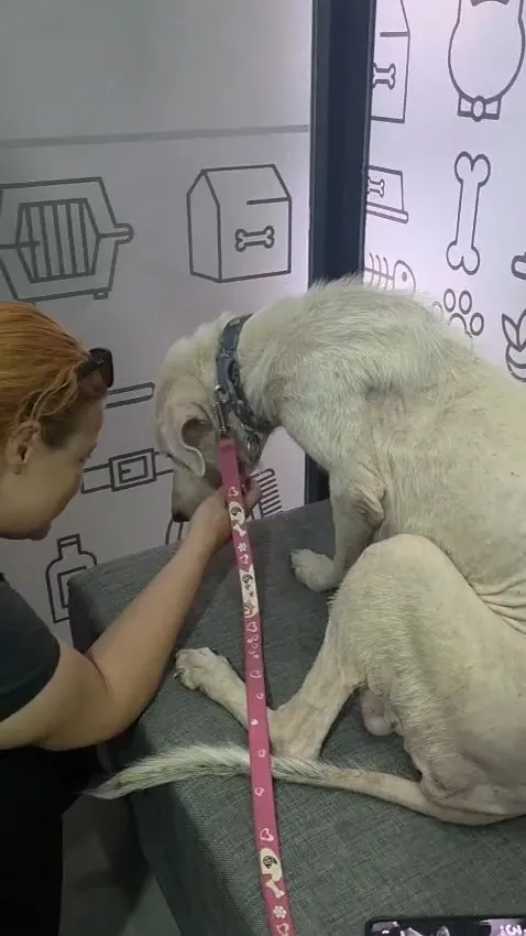 Pire istilasının ortasından kurtarılan köpeğe, hayatını değiştiren avukatın ismi verildi