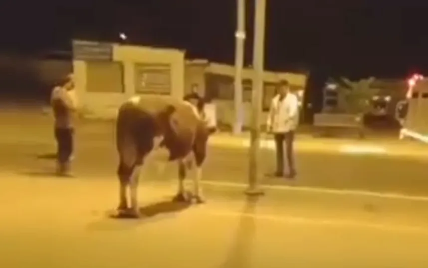 Enez sokaklarında nefes kesen kovalamaca: Mezbahaya gitmemek için trafiği birbirine kattı