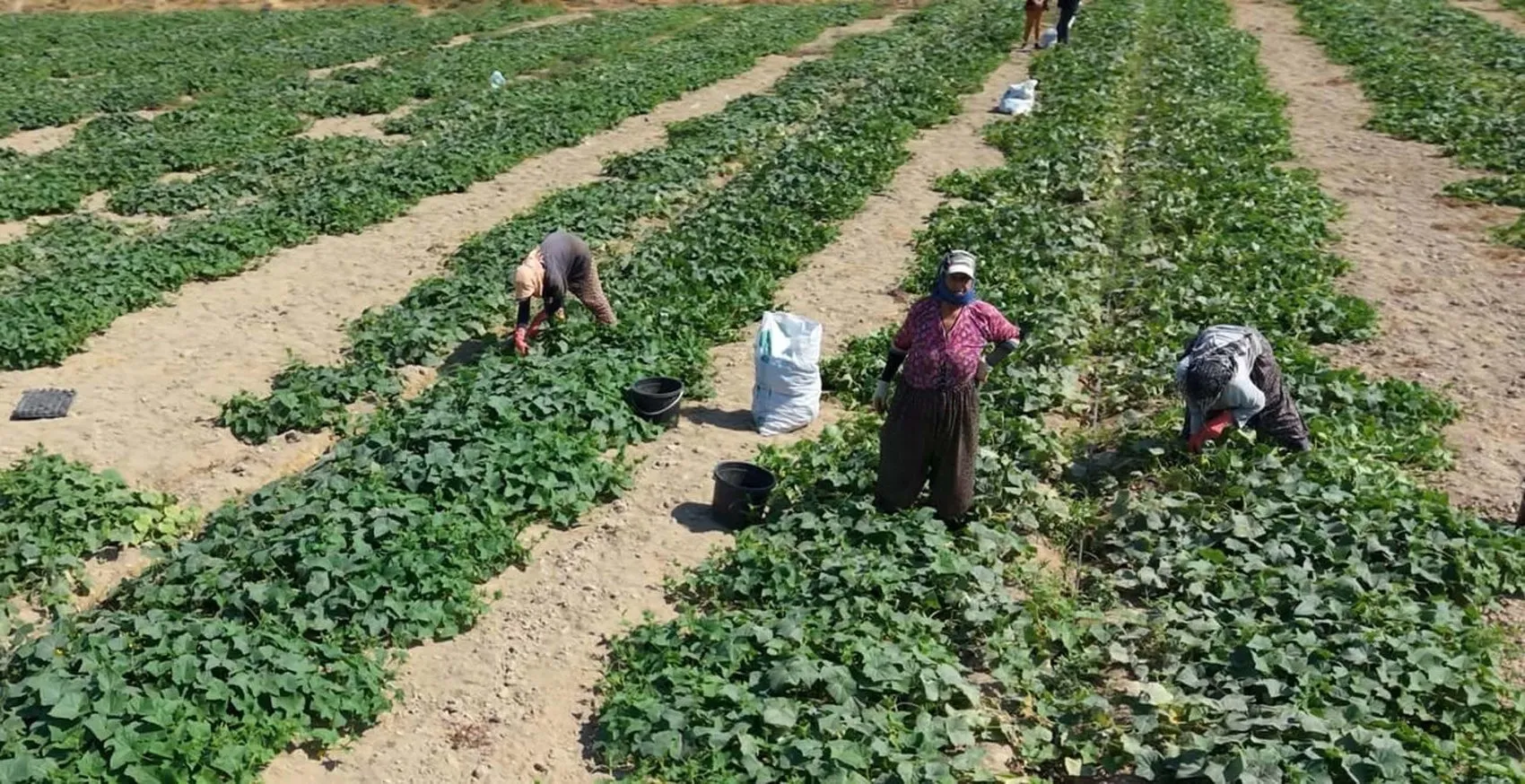 Ödemiş tarlalarında hummalı mesai: Güz bereketi sofralara taşınıyor