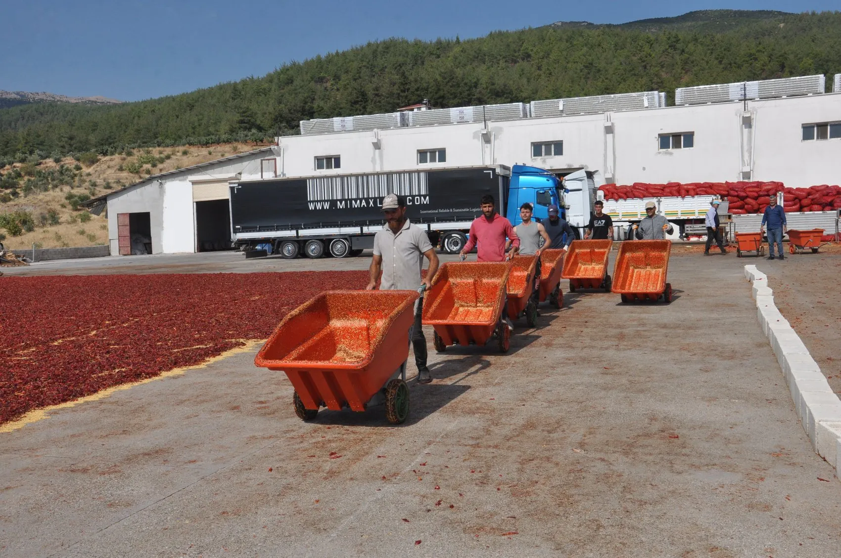 İslahiye'nin kırmızı altını tarlalardan sofralara uzanan zorlu yolculuğuna başladı