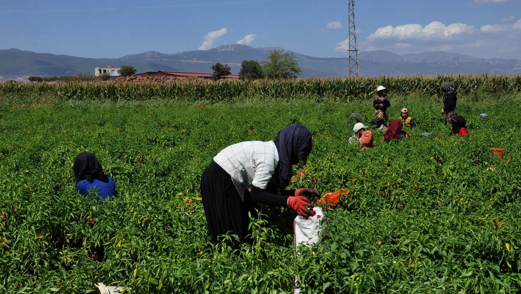 İslahiye'nin kırmızı altını tarlalara indi: Hasat gecikmeli başladı