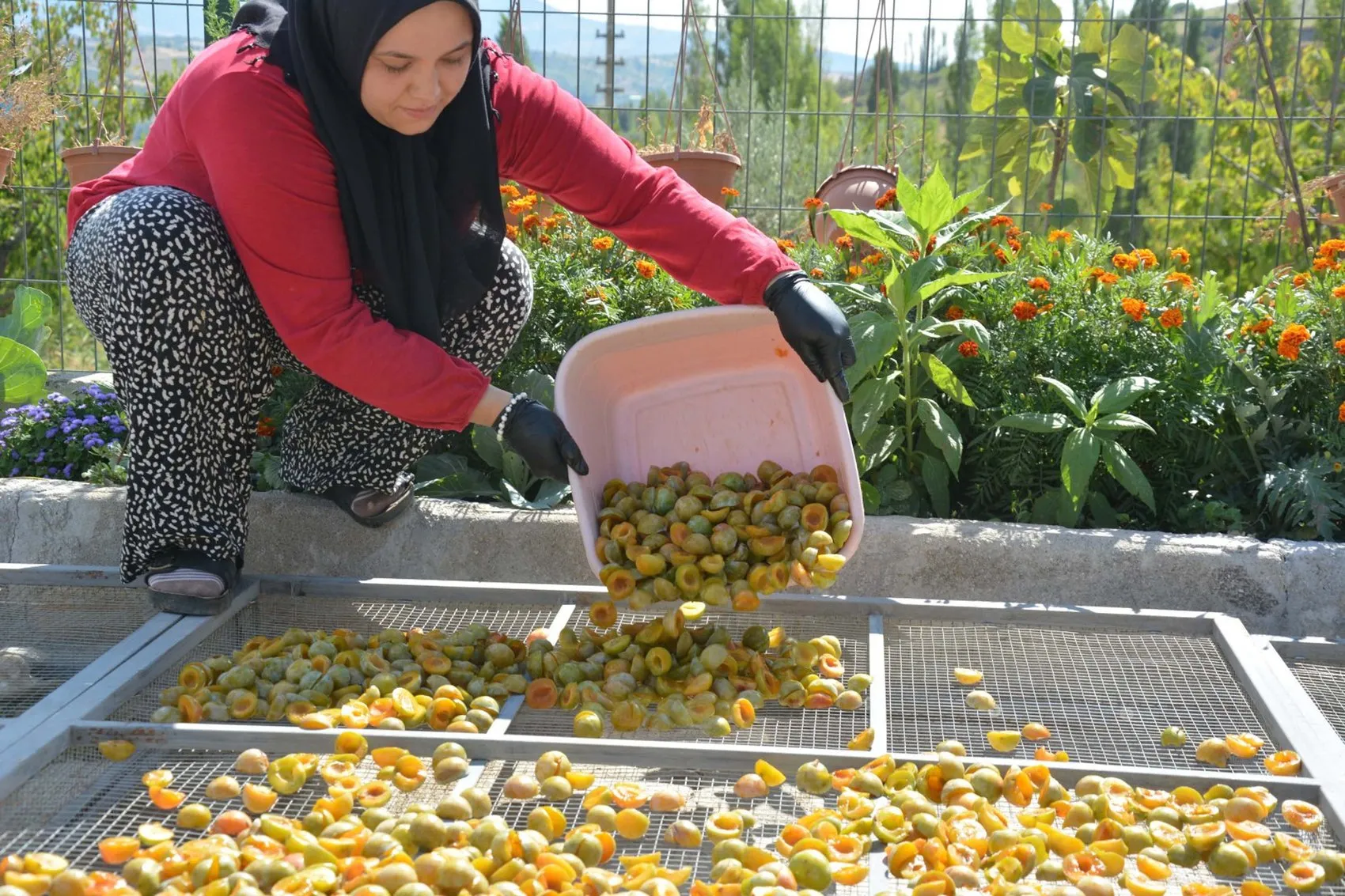 Manisa'nın 138 yıllık lezzet mirası: Figan-i Efendi eriği artık dünya sofralarında