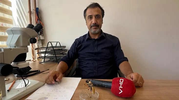 Zilan Yaylası'nda devasa misafirler: Çiftçinin korkulu rüyası değil, gizli kahramanı