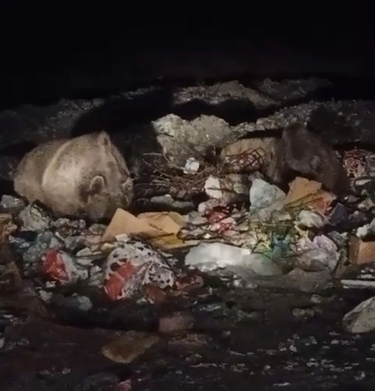 Bingöl'de gece yarısı sürpriz ziyaret: Çöp konteynerleri yabani hayvanların durağı oldu