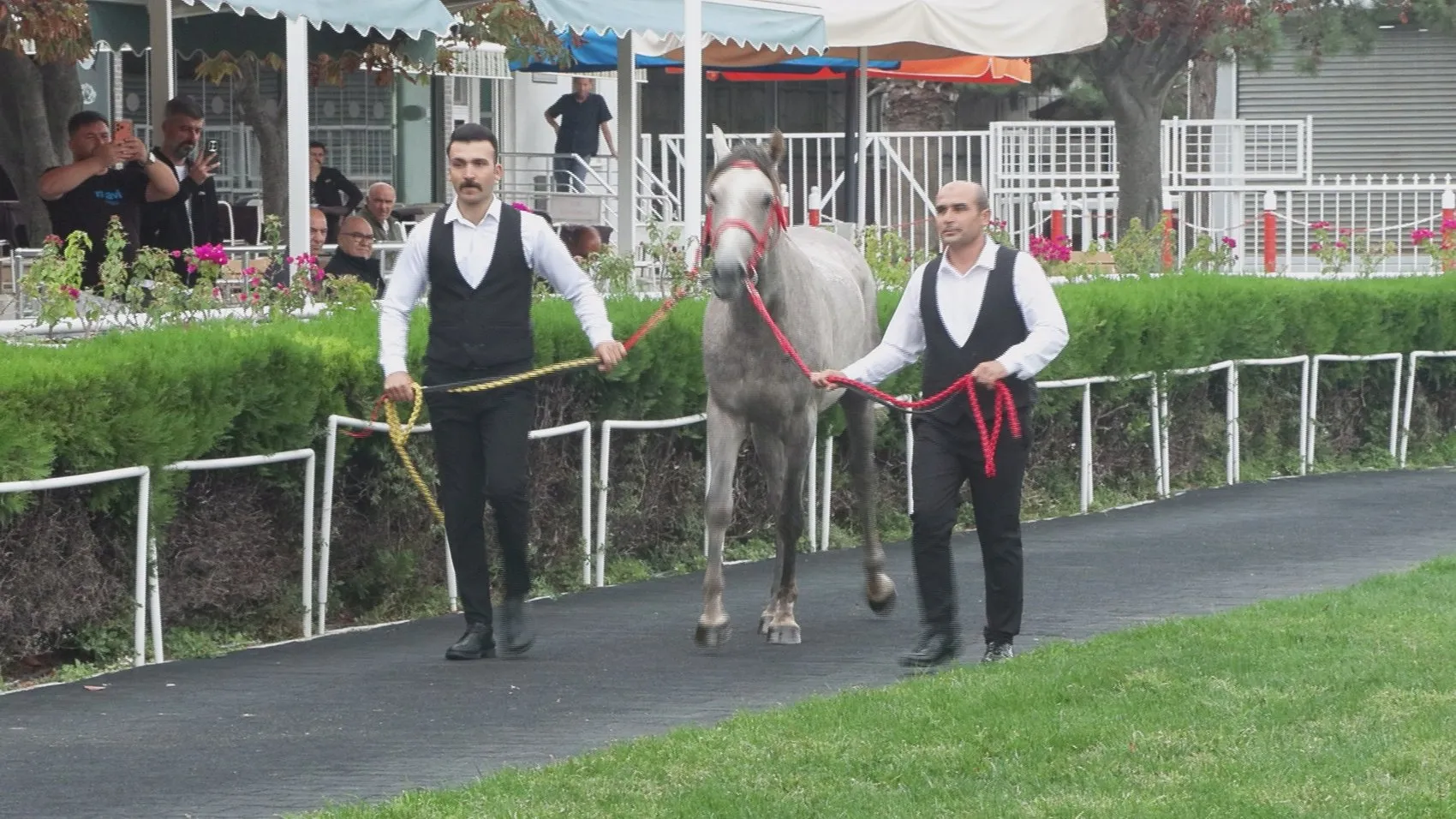 Veliefendi'de milyonluk rekabet: Safkan Arap tayları için kesenin ağzı açıldı
