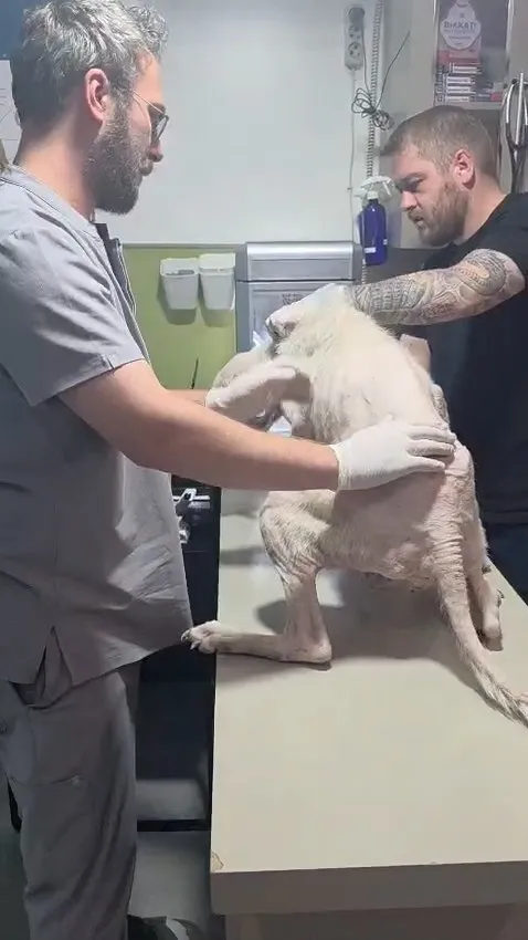 Pire istilasının ortasından kurtarılan köpeğe, hayatını değiştiren avukatın ismi verildi
