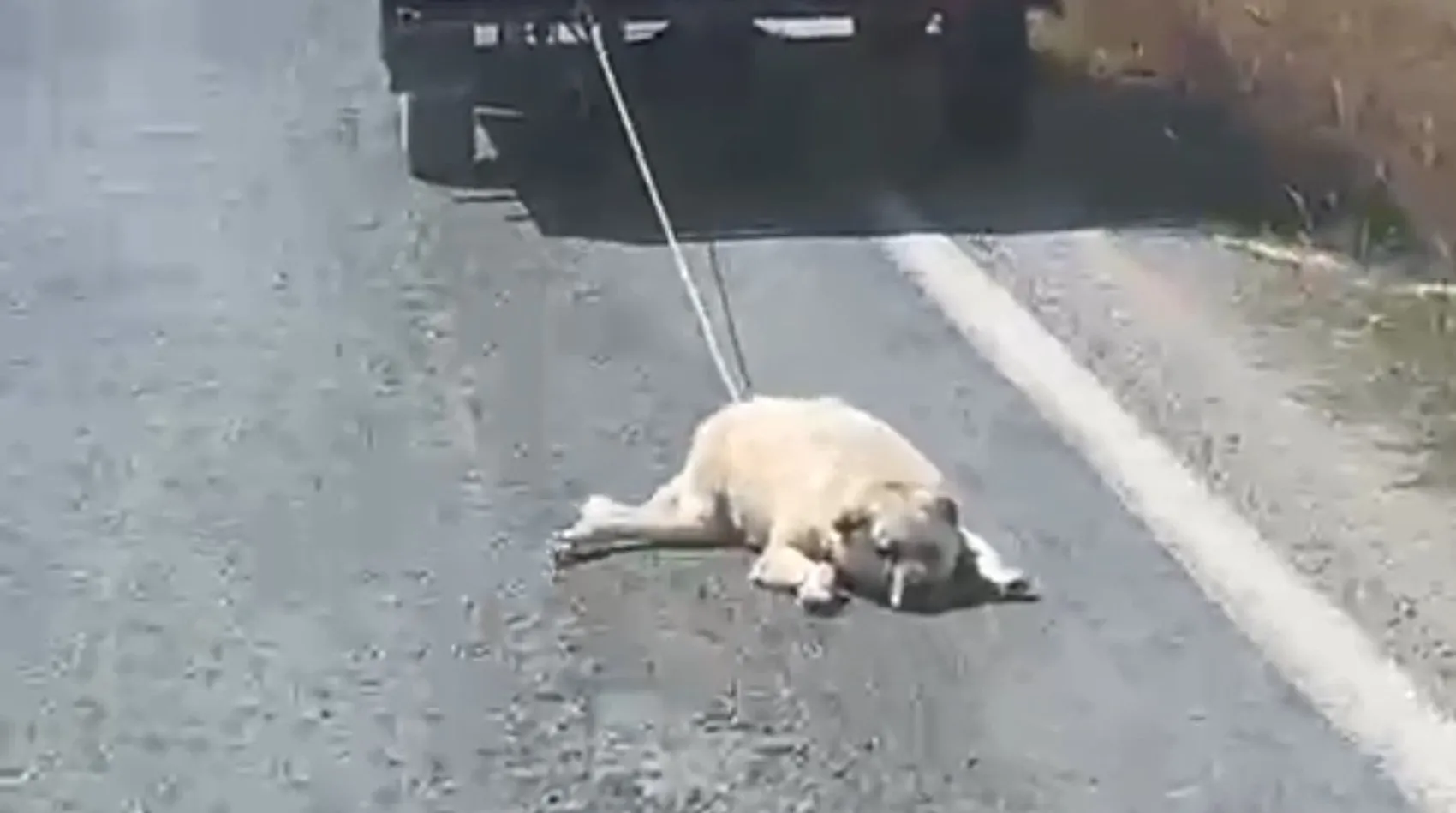 Şanlıurfa'da vicdanları sızlatan görüntü: Kamyonetin arkasında sürüklenen köpek için soruşturma başlatıldı