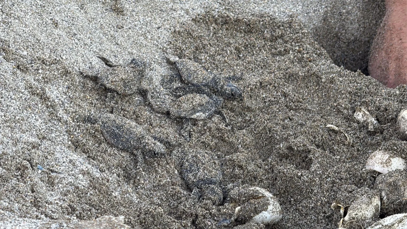 Bodrum sahillerinde duygulandıran anlar: 62 minik caretta caretta mavi sulara kavuştu