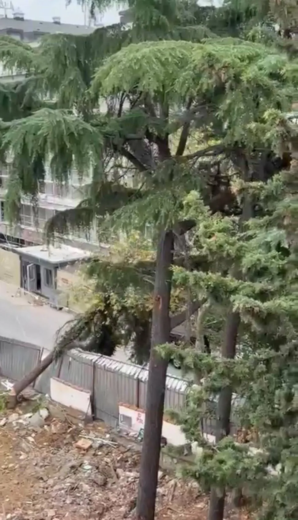 Maltepe'de inşaat alanında ihmal iddiası: Ağaç park halindeki araçların üzerine böyle çöktü