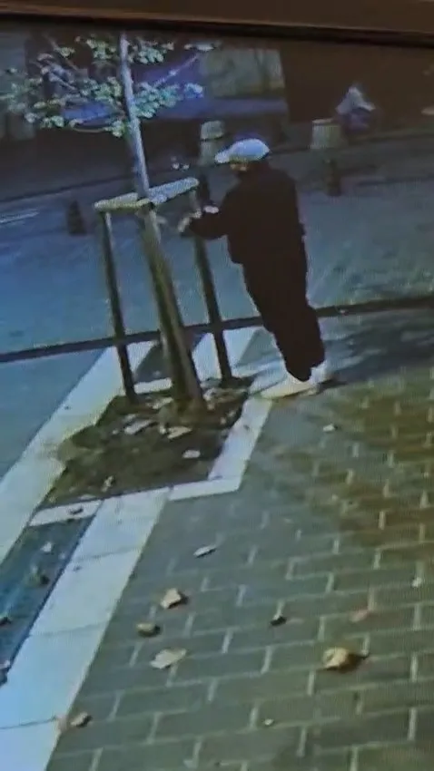 Fatih'te tabela uğruna doğa katliamı: Kuyumcunun önündeki ağacı gece yarısı kesti