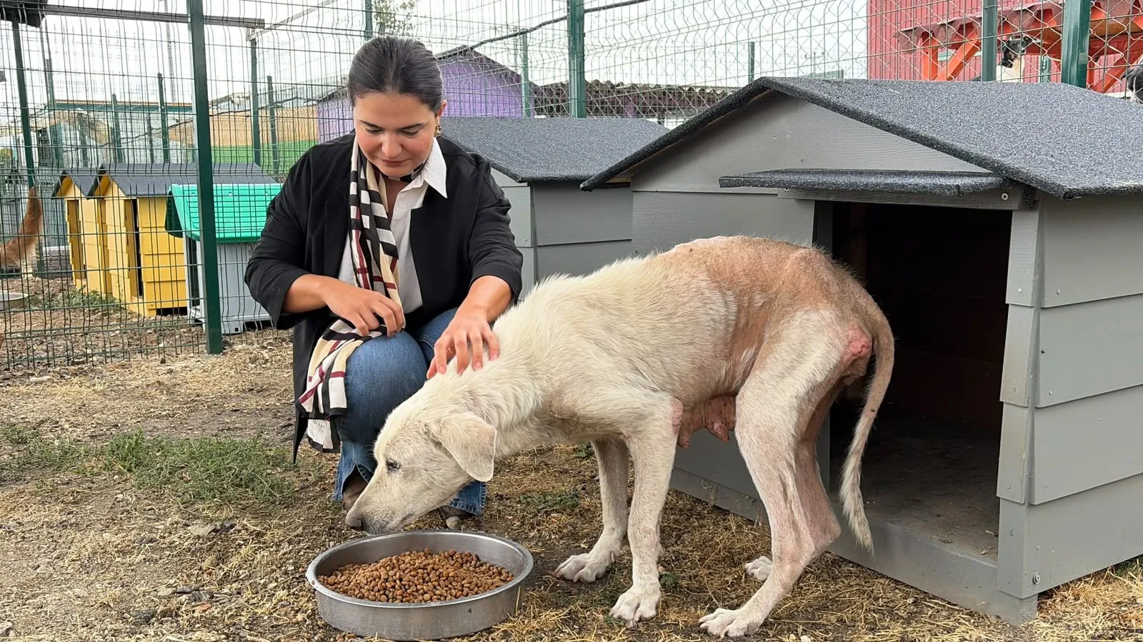 Pire istilasının ortasından kurtarılan köpeğe, hayatını değiştiren avukatın ismi verildi