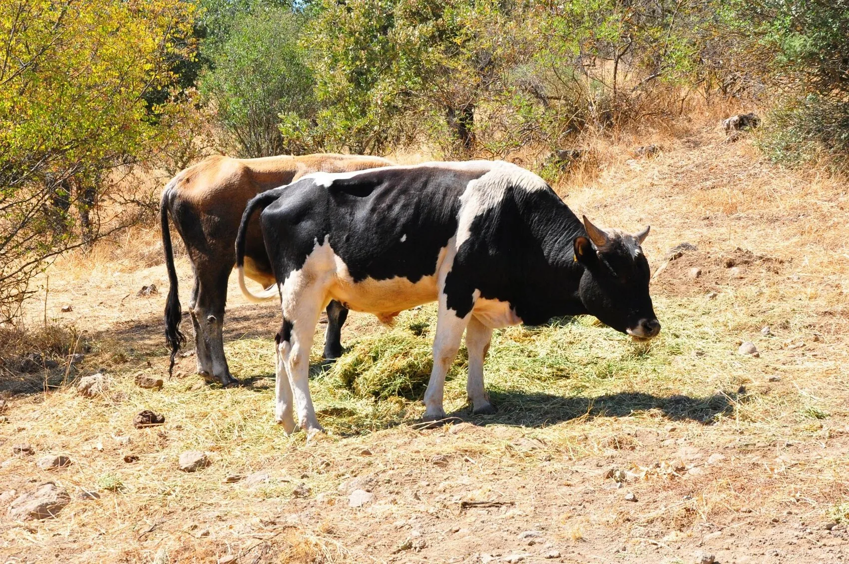 Dağlarda beş ay süren kovalamaca: Kementle gelen mutlu son