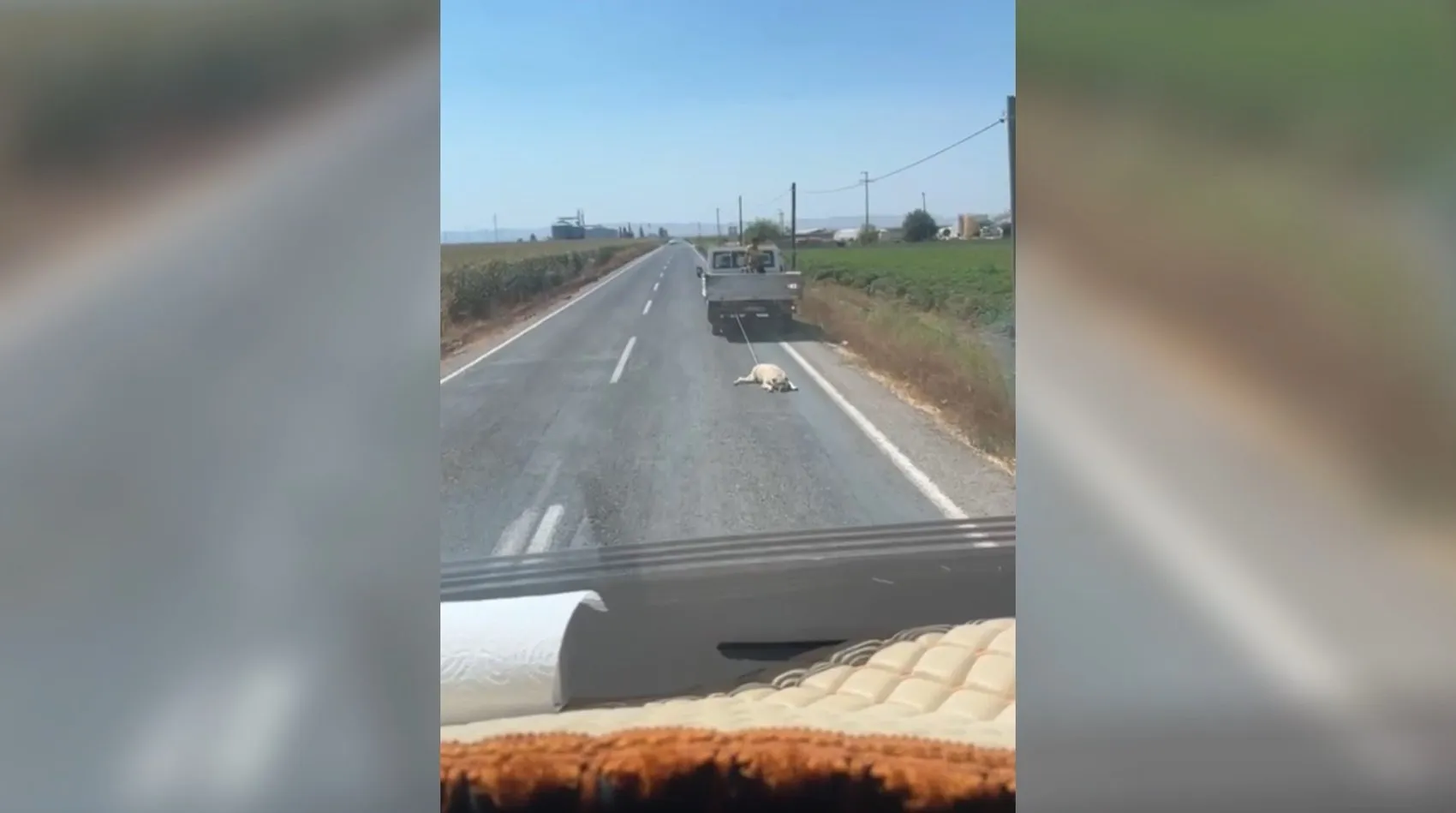 Şanlıurfa'da vicdanları sızlatan görüntü: Kamyonetin arkasında sürüklenen köpek için soruşturma başlatıldı