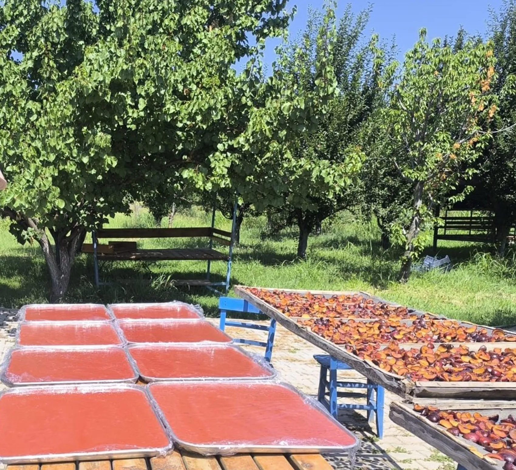 Iğdır'ın Siyah İncisi'nde Hasat Heyecanı: Bu Yılın Gözdesi Sofralara Farklı Formlarda Taşınıyor