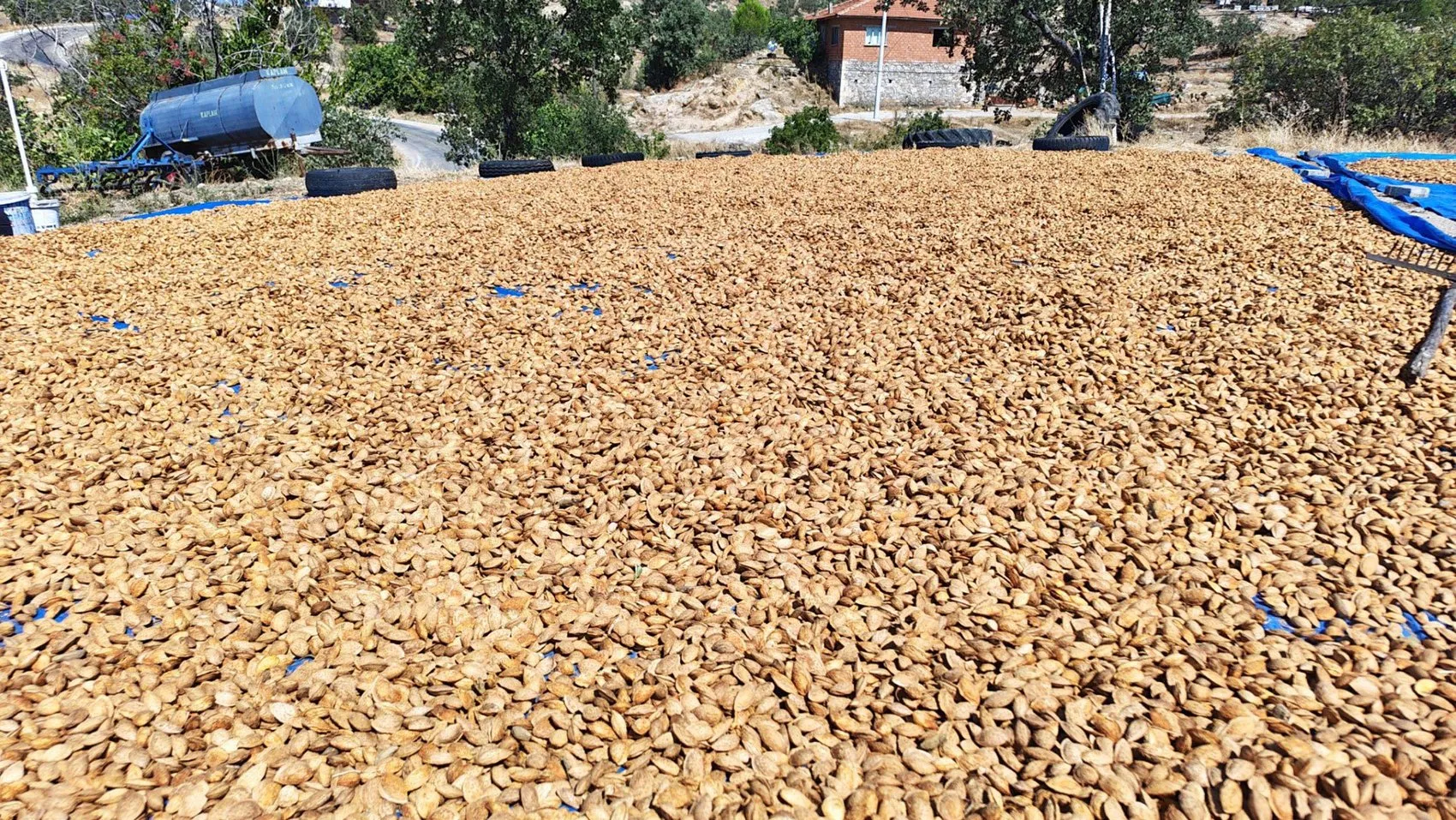 Demirci'de badem bereketi: Don felaketini unutturan hasat dönemi başladı