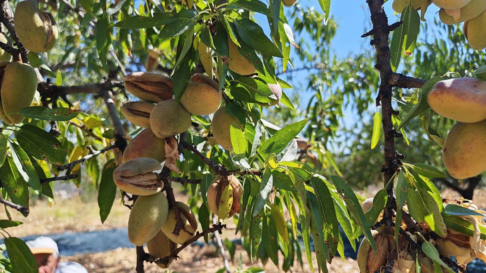 Demirci'de badem bereketi: Don felaketini unutturan hasat dönemi başladı