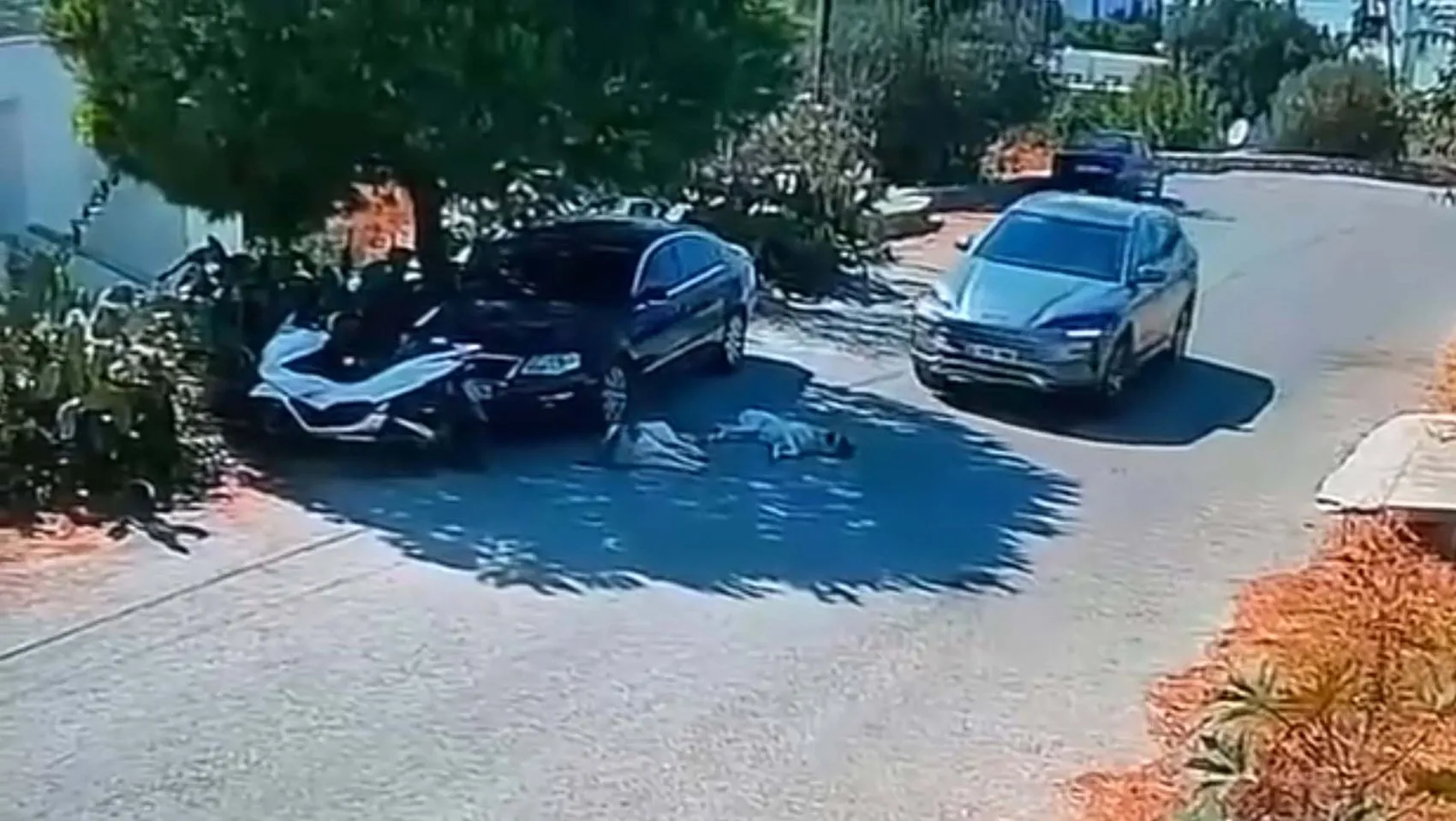 Bodrum'da vicdansızlık kamerada: İki köpeği ezip hiçbir şey olmamış gibi uzaklaştı
