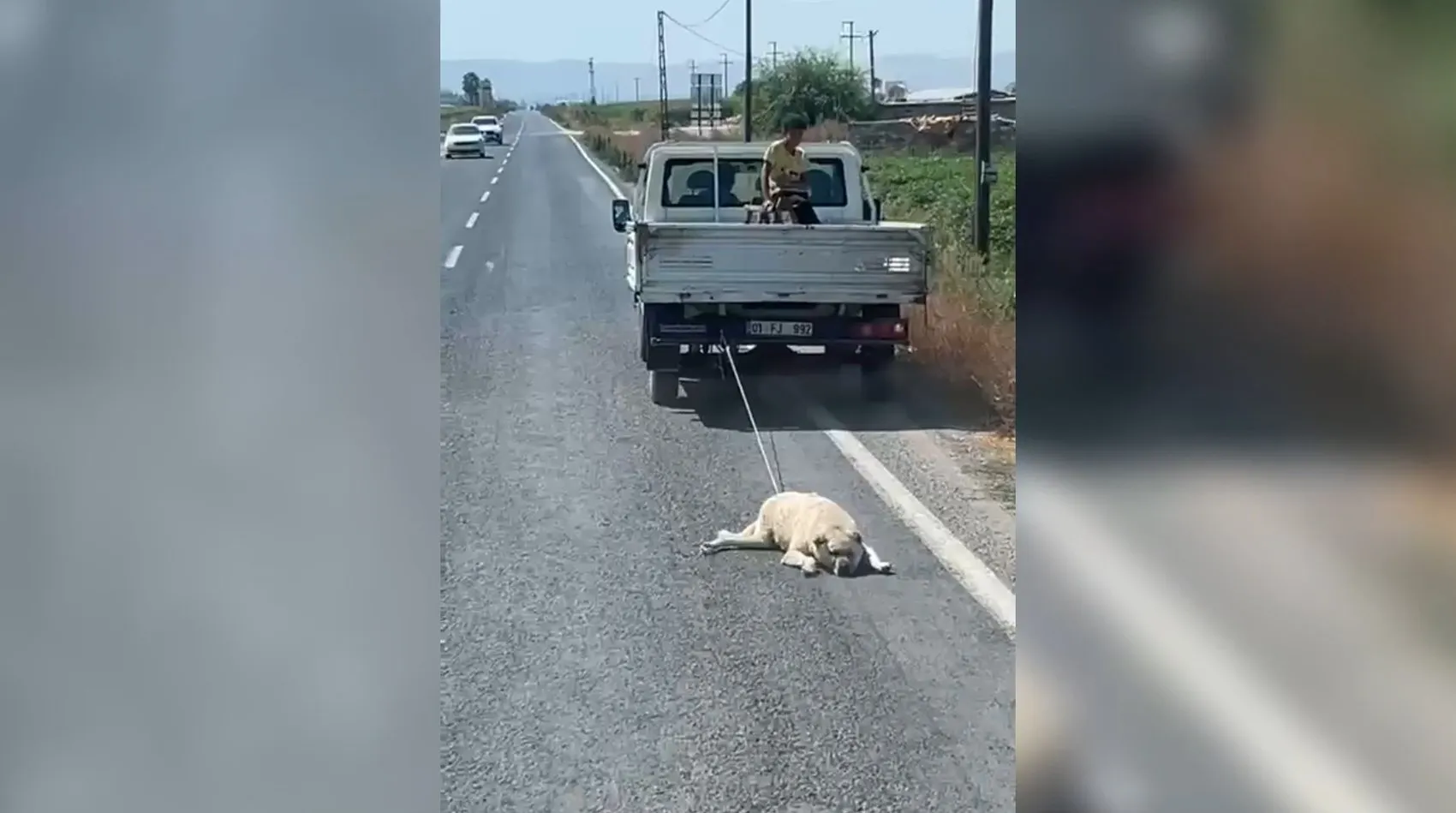Şanlıurfa'da vicdanları sızlatan görüntü: Kamyonetin arkasında sürüklenen köpek için soruşturma başlatıldı
