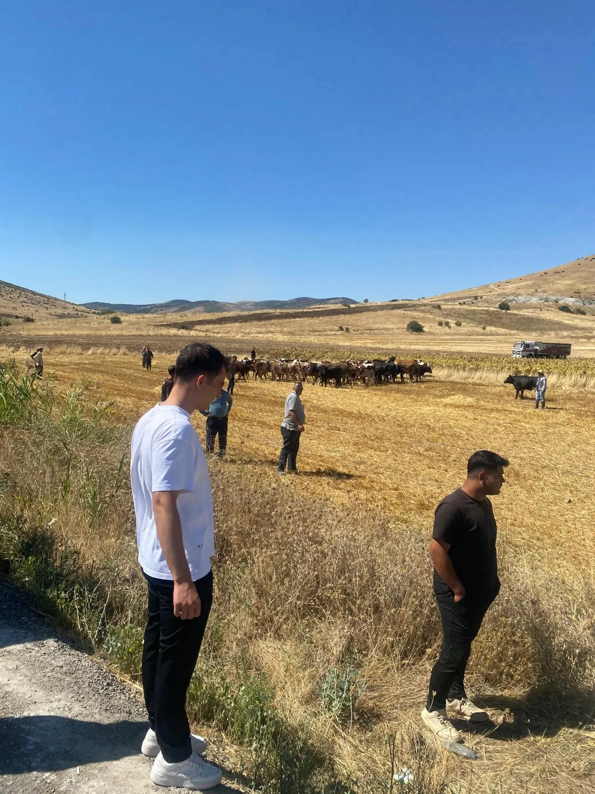 Boztepe yolunda korkutan kaza: Hayvan yüklü TIR şarampole uçtu