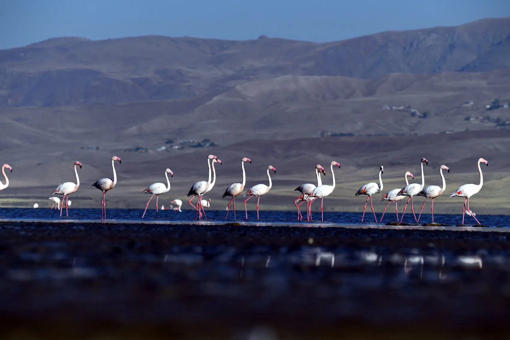 Doğanın meteorologları Van'da buluştu: Allı turnaların büyük göç hazırlığı başladı