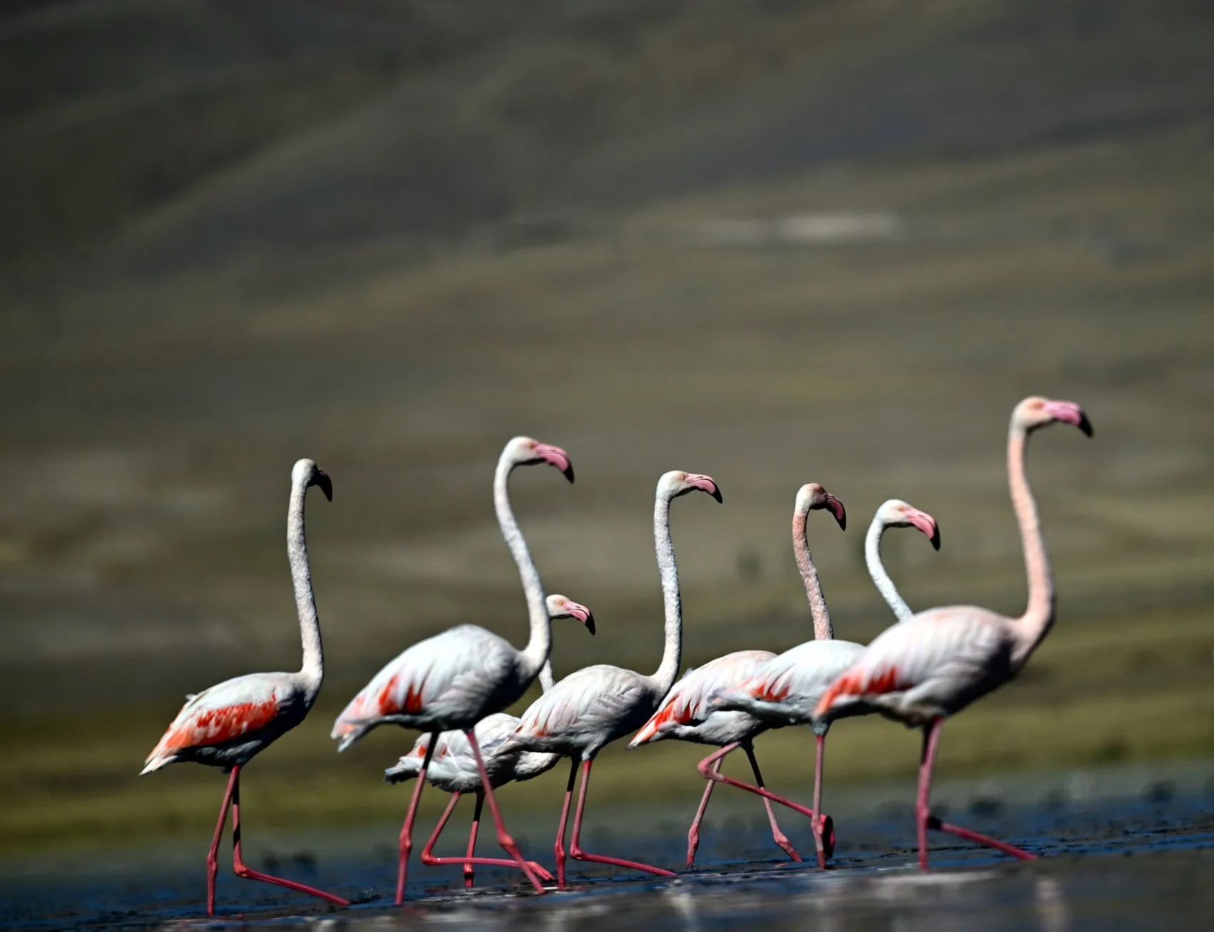Doğanın meteorologları Van'da buluştu: Allı turnaların büyük göç hazırlığı başladı