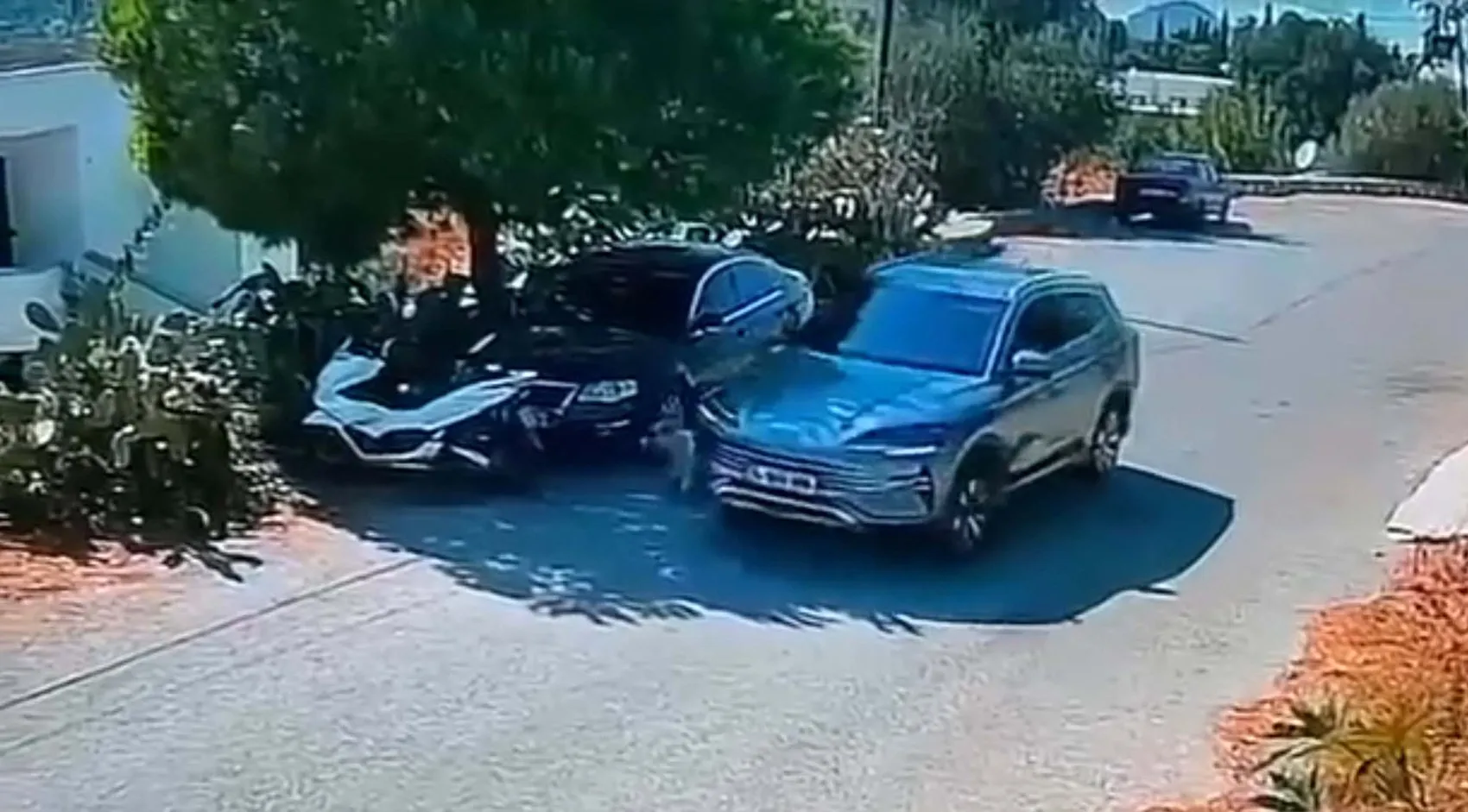 Bodrum'da vicdansızlık kamerada: İki köpeği ezip hiçbir şey olmamış gibi uzaklaştı
