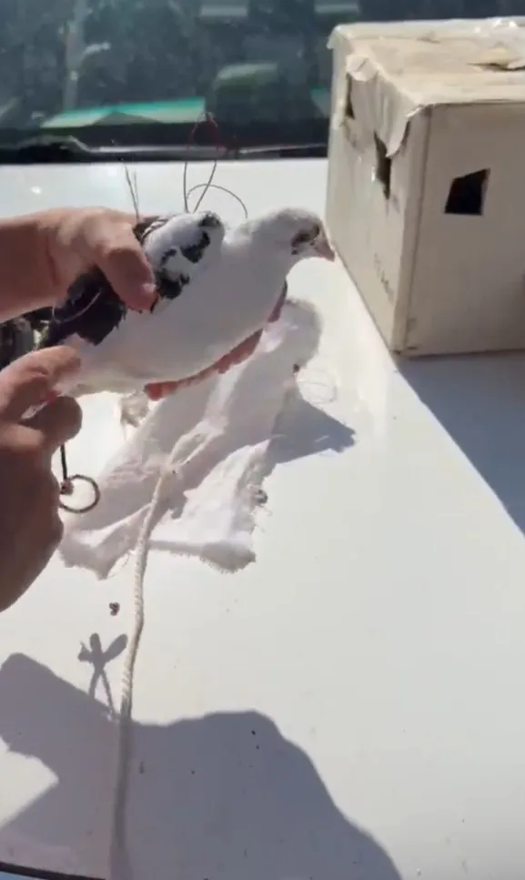 Gökyüzünün hakimi yırtıcı kuşları avlayan şahsa dronlu takip şoku
