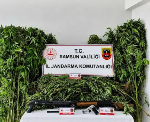 Samsun'da kuzenlerin bahçesi uyuşturucu tarlasına dönmüş: Jandarma baskınıyla ortaya çıktı