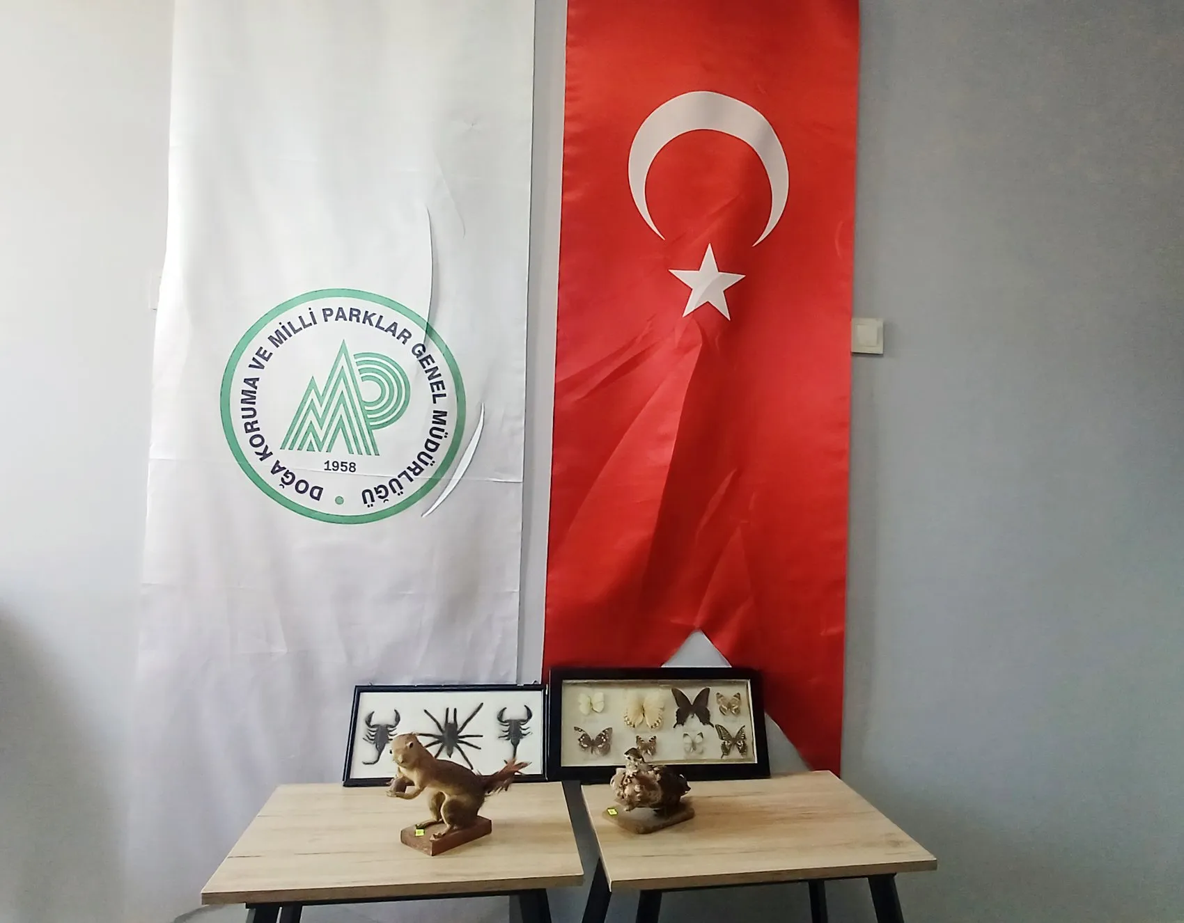 Aksaray'da şoke eden baskın: İş yerini adeta doğa müzesine çevirmiş