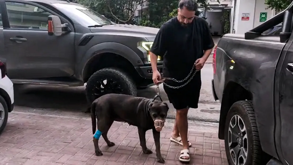 Adana'da korkutan operasyon: Köpeğinin karnından kendi ağırlığının yüzde 15'i kadar kitle çıktı
