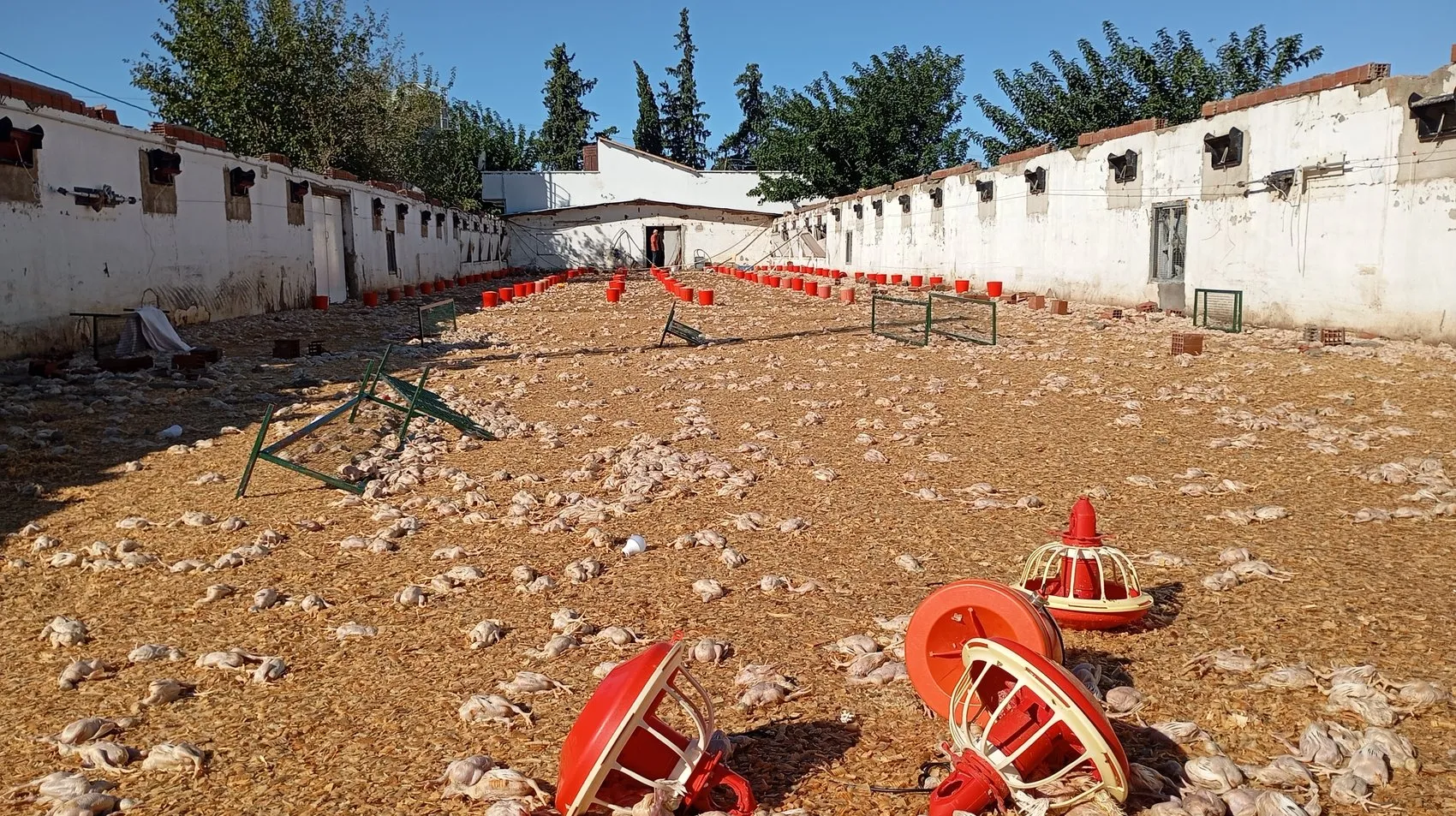 İmamoğlu'nda doğa felaketi: 20 bin civcivin telef olduğu çiftliklerde 10 milyon liralık yıkım