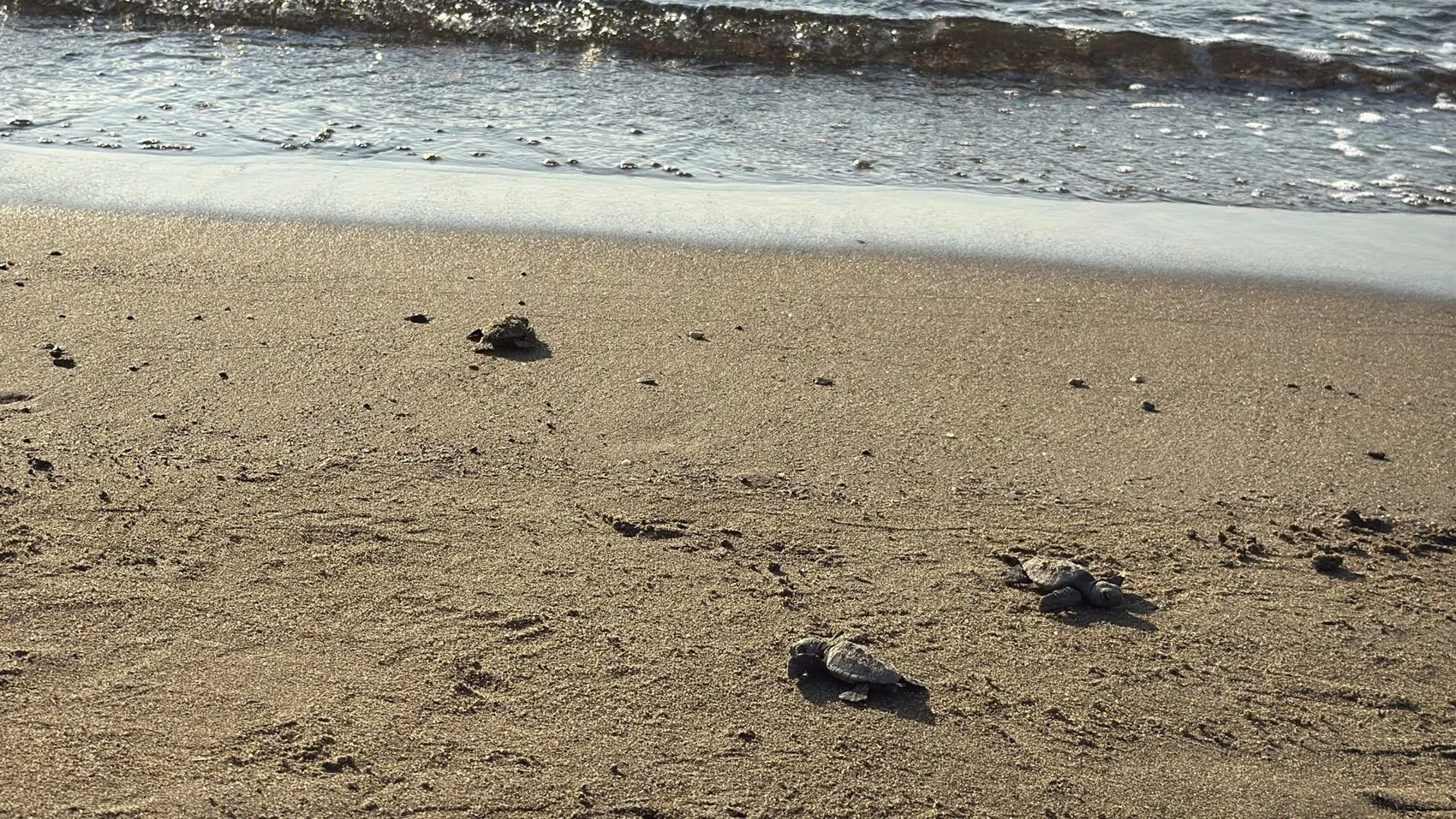 Bodrum sahillerinde duygulandıran anlar: 62 minik caretta caretta mavi sulara kavuştu