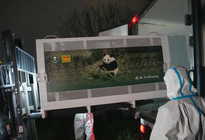Dev pandalar için okyanus ötesi yolculuk: Pingping ve Fushuang yeni yuvalarına uçtu